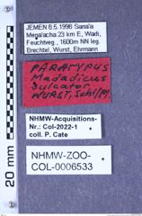 Etikette zu Madadicus sulcator (Wurst, Schimmel & Platia, 2001) (NHMW-ZOO-COL-0006533)